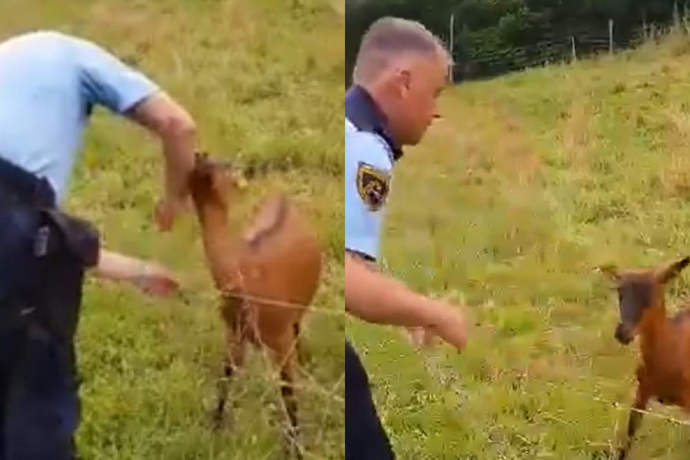 Policisti je rešil kozo