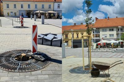 Stara drevesa so odstranili in zasadili nova drevesa