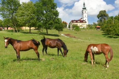 Žrebička dvojčka na Polenšaku