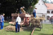 Mlatitev pšeničnega klasja v Beltincih