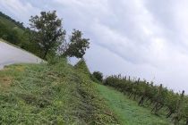 Podrti vinogradi na območju Ilovcev in Hermancev