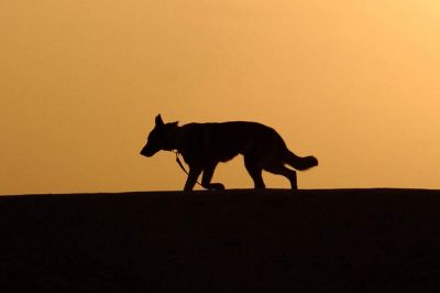 Psa sta se gibala na območju občine Središče ob Dravi