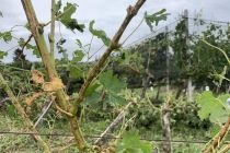 Škoda v vinogradih Puklavec Family Wines