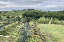 Škoda v vinogradih Puklavec Family Wines