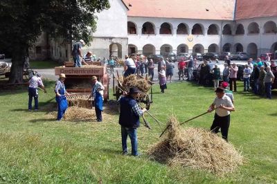 Mlatitev pšeničnega klasja v Beltincih
