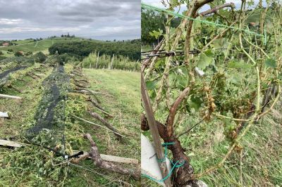 Škoda v vinogradih Puklavec Family Wines