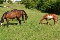 Žrebička dvojčka na Polenšaku