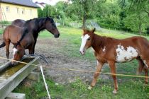 Žrebička dvojčka na Polenšaku