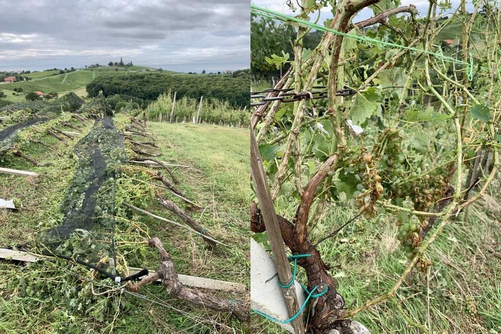 Škoda v vinogradih Puklavec Family Wines