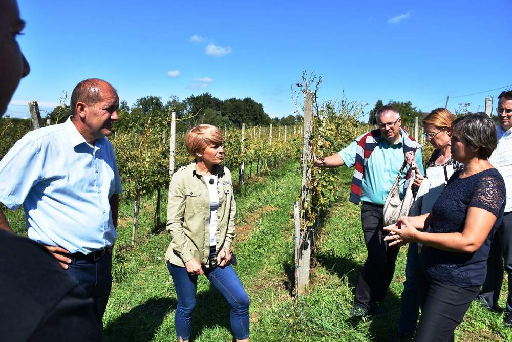 Ministrica na ogledu škode v vinogradu, foto: Ministrstvo za kmetijstvo, gozdarstvo in prehrano