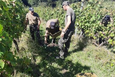 Vardi so priskočili na pomoč v vinogradih