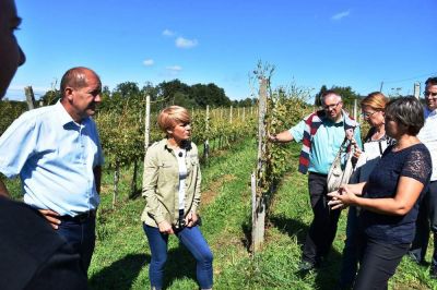 Ministrica na ogledu škode v vinogradu, foto: Ministrstvo za kmetijstvo, gozdarstvo in prehrano