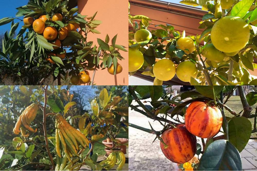 Limone, citrusi v Prlekiji