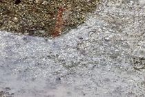 Led in žled v Ljutomeru