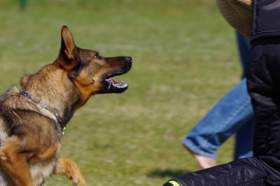 Policisti so bili obveščeni o napadu psov (simbolična fotografija)