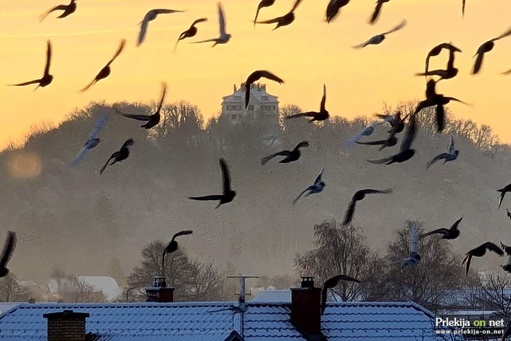 Zimsko jutro v Ljutomeru