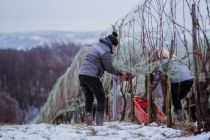 Ledena trgatev Puklavec Family Wines