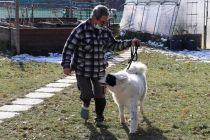 Yakutian Laika v Prlekiji