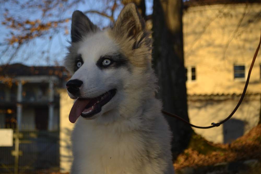 Yakutian Laika v Prlekiji