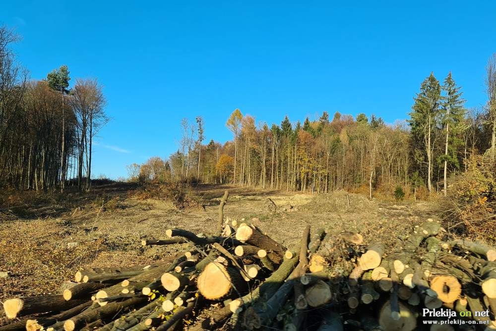 Posek gozda na trasi daljnovoda v občini Ljutomer