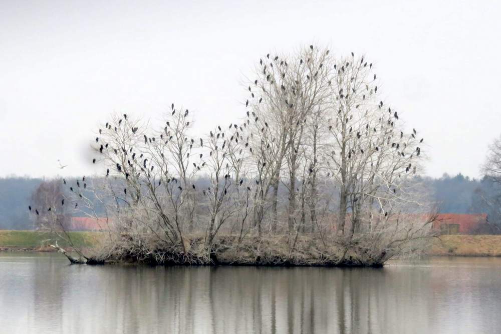 Kormorani so dobesedno okupirali otok na Gajševskem jezeru, foto: RD Ljutomer