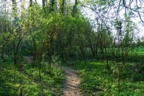 Gozdna pot v Babjem Ložiču
