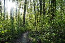 Gozdna pot v Babjem Ložiču