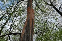 »Krvaveče« drevo v gozdu