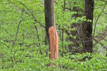 »Krvaveče« drevo v gozdu