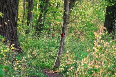 Gozdno pot v Babjem Ložiču označujejo rdeče puščice