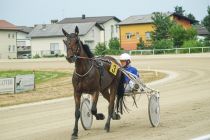 PALATTIN in Vukosavljević Boris