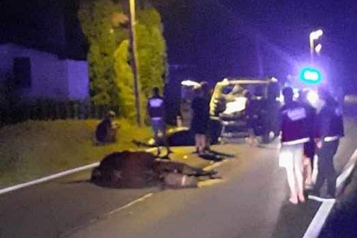 Voznik je trčil v dva konja Voznik je trčil v dva konja