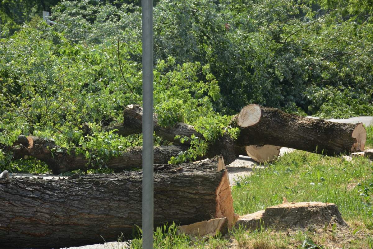 Podrta drevesa v Občini Gornja Radgona