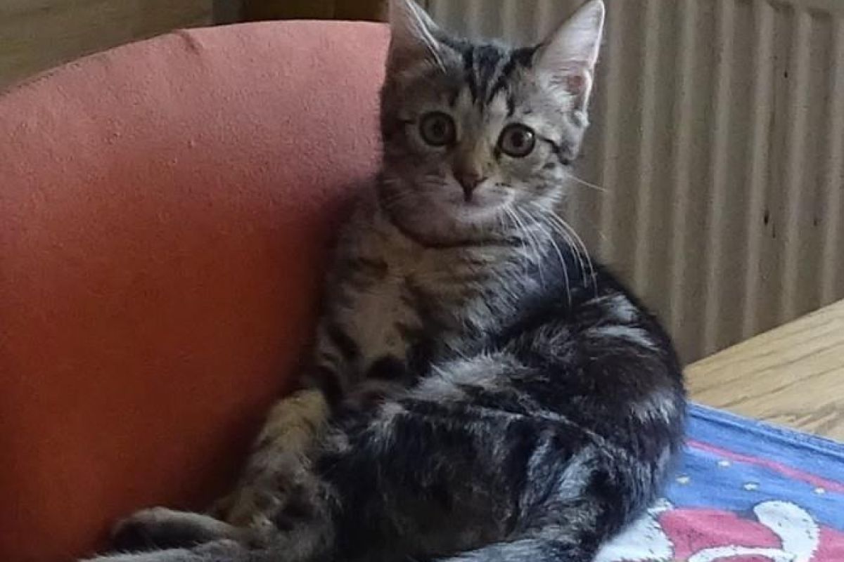 Pogrešana muca Pikica Pogrešana muca Pikica