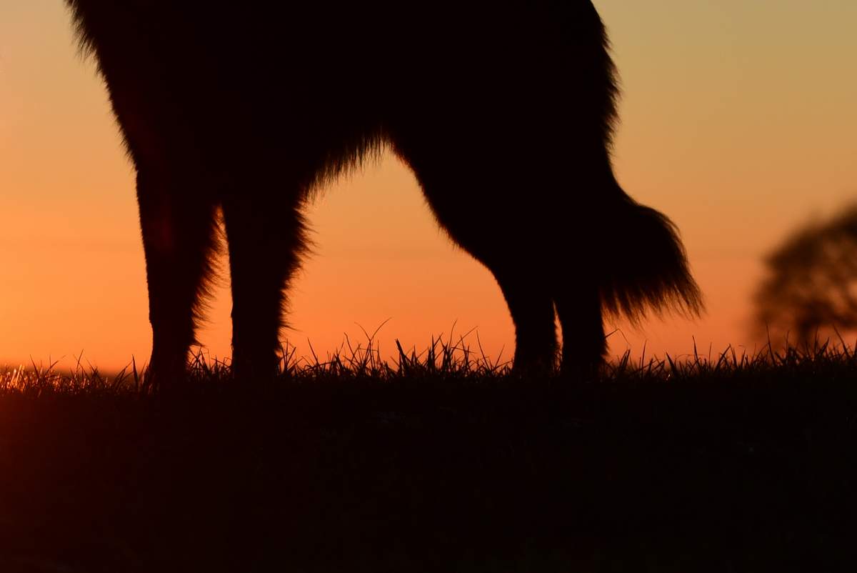 Policisti so bili obveščeni o gibanju psa na javnem mestu brez povodca