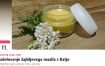 Izdelovanje žajbljevega mazila s Katjo