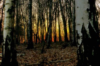 Zloudjova püša, foto: Rosana Lorbek