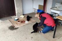 Mačke iščejo nov dom