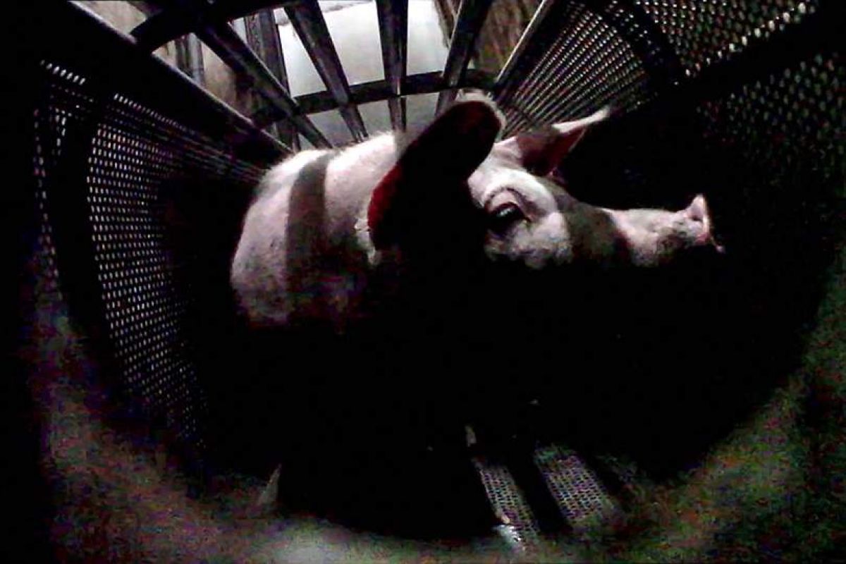 Posnetek iz klavnice Posnetek iz klavnice