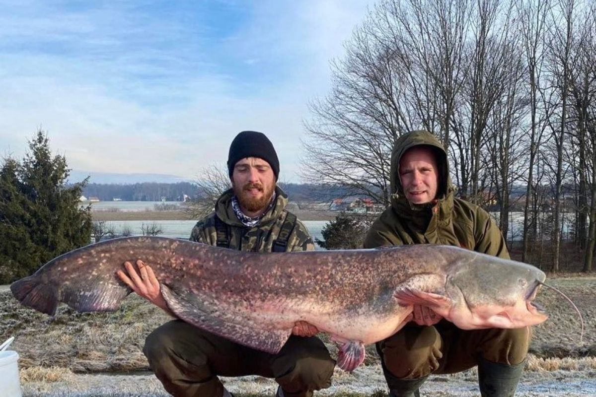 Iztok na Gajševskem jezeru ulovil 185 centimetrskega soma