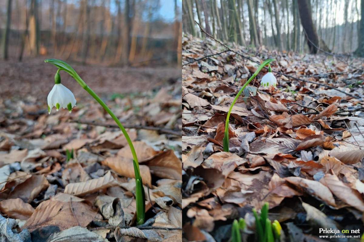 Narava se že prebuja