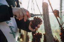 Obiranje žlahtnega grozdja