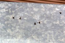 Roj letečih mravelj