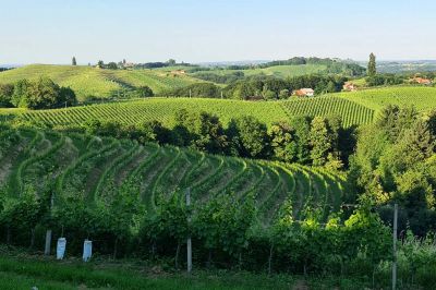 Prleški vinogradi