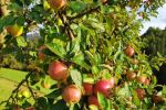 Domača jabolka stare sorte