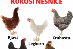 KOKOŠI NESNICE