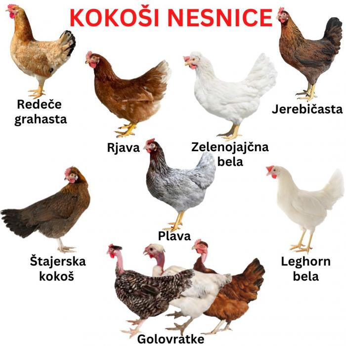 KOKOŠI NESNICE