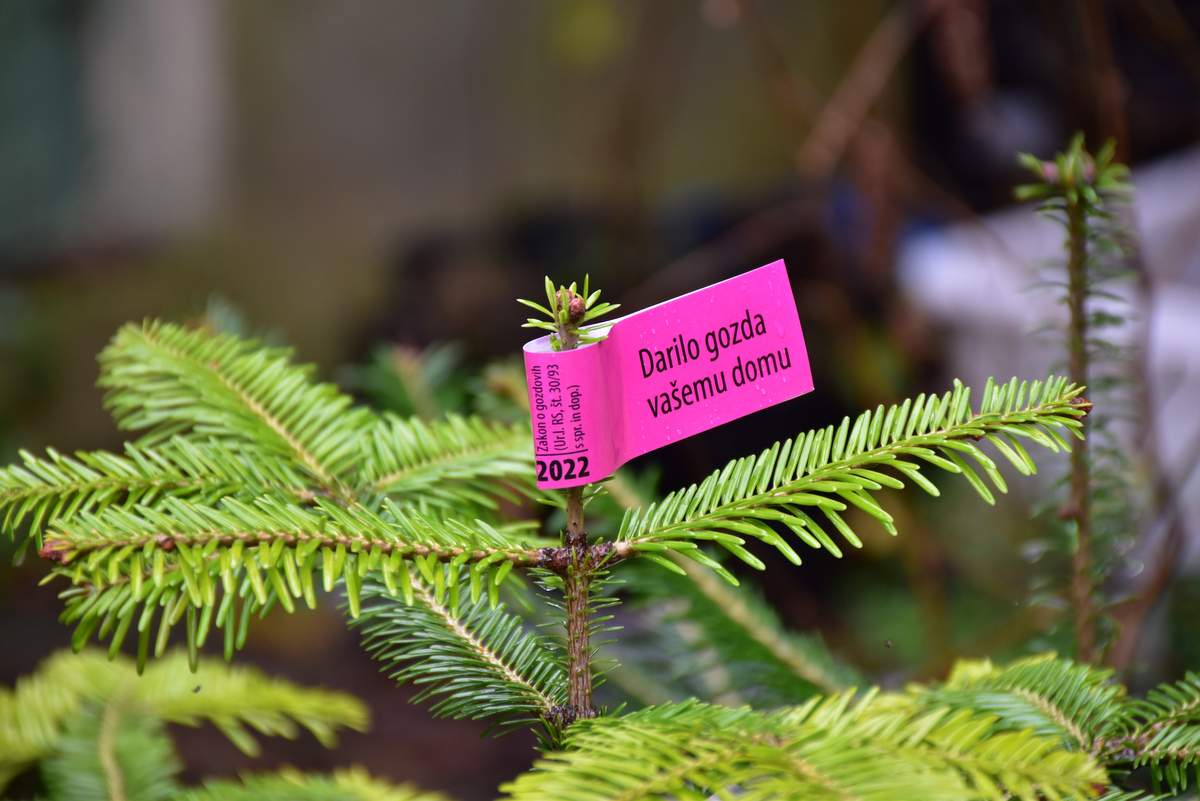 Oznaka na drevesih, foto: Zavod za gozdove Slovenije