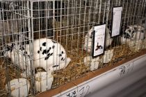 24. razstava malih živali v Ormožu