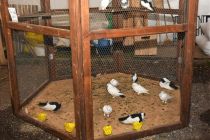 24. razstava malih živali v Ormožu